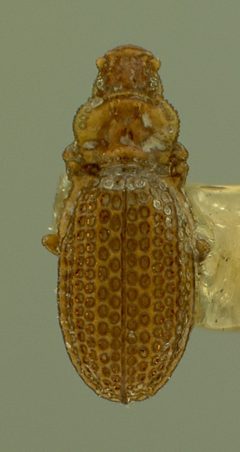 Metophthalmus septemstriatus by the Smithsonian. Used under a CC0 license.