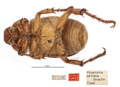 Plectris aliena by the Smithsonian. Used under a CC0 license.
