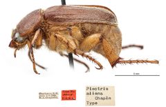 Plectris aliena by the Smithsonian. Used under a CC0 license.