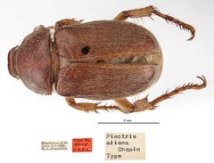 Plectris aliena by the Smithsonian. Used under a CC0 license.