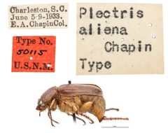 Plectris aliena by the Smithsonian. Used under a CC0 license.