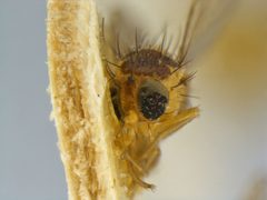 Liriomyza blechi by the Smithsonian. Used under a CC0 license.