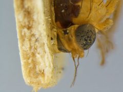 Liriomyza blechi by the Smithsonian. Used under a CC0 license.