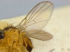 Liriomyza blechi by the Smithsonian. Used under a CC0 license.