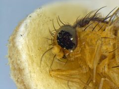 Liriomyza blechi by the Smithsonian. Used under a CC0 license.