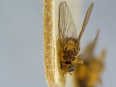Liriomyza blechi by the Smithsonian. Used under a CC0 license.