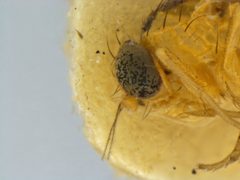 Liriomyza blechi by the Smithsonian. Used under a CC0 license.