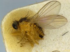 Liriomyza blechi by the Smithsonian. Used under a CC0 license.
