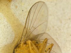 Liriomyza blechi by the Smithsonian. Used under a CC0 license.