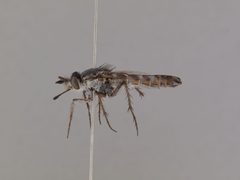 Apiocera (Apiocera) minor by the Smithsonian. Used under a CC0 license.