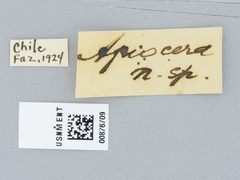Apiocera monticola by the Smithsonian. Used under a CC0 license.