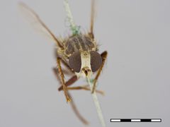 Apiocera monticola by the Smithsonian. Used under a CC0 license.