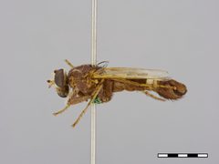 Apiocera monticola by the Smithsonian. Used under a CC0 license.