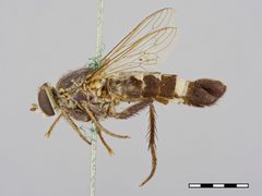 Apiocera monticola by the Smithsonian. Used under a CC0 license.