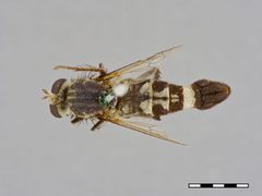 Apiocera monticola by the Smithsonian. Used under a CC0 license.