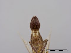 Apiocera monticola by the Smithsonian. Used under a CC0 license.