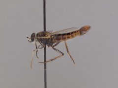 Apiocera (Pyrocera) painteri by the Smithsonian. Used under a CC0 license.