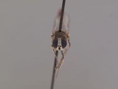 Apiocera (Pyrocera) painteri by the Smithsonian. Used under a CC0 license.