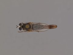 Apiocera (Pyrocera) painteri by the Smithsonian. Used under a CC0 license.