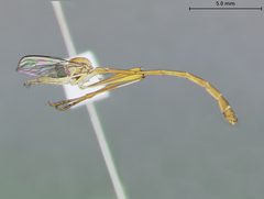 Apachekolos flaventis by the Smithsonian. Used under a CC0 license.