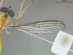 Apachekolos flaventis by the Smithsonian. Used under a CC0 license.