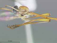 Apachekolos flaventis by the Smithsonian. Used under a CC0 license.