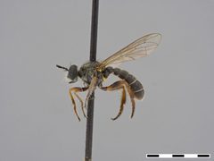 Atomosia tibialis by the Smithsonian. Used under a CC0 license.