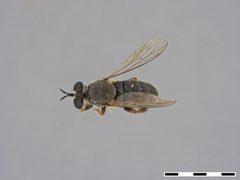 Atomosia tibialis by the Smithsonian. Used under a CC0 license.