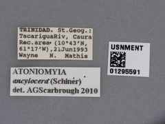 Atoniomyia ancylocera by the Smithsonian. Used under a CC0 license.