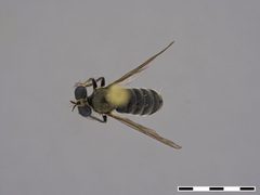 Atoniomyia ancylocera by the Smithsonian. Used under a CC0 license.