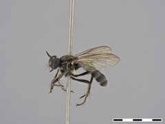 Atoniomyia ancylocera by the Smithsonian. Used under a CC0 license.