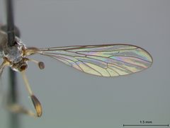 Beameromyia disfascia by the Smithsonian. Used under a CC0 license.