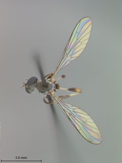 Beameromyia disfascia by the Smithsonian. Used under a CC0 license.
