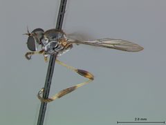 Beameromyia disfascia by the Smithsonian. Used under a CC0 license.