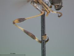 Beameromyia disfascia by the Smithsonian. Used under a CC0 license.