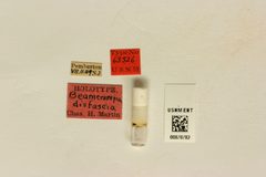 Beameromyia disfascia by the Smithsonian. Used under a CC0 license.