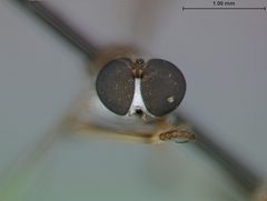 Beameromyia disfascia by the Smithsonian. Used under a CC0 license.