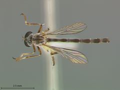 Beameromyia graminicola by the Smithsonian. Used under a CC0 license.
