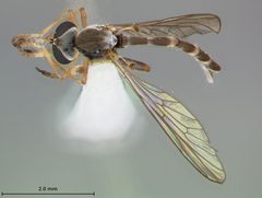 Beameromyia vulgaris by the Smithsonian. Used under a CC0 license.