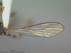 Beameromyia vulgaris by the Smithsonian. Used under a CC0 license.