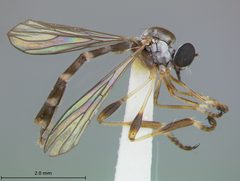 Beameromyia vulgaris by the Smithsonian. Used under a CC0 license.
