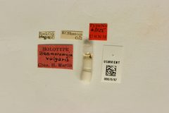 Beameromyia vulgaris by the Smithsonian. Used under a CC0 license.