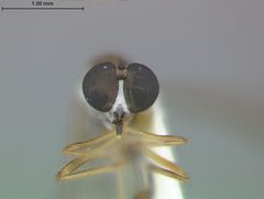 Beameromyia vulgaris by the Smithsonian. Used under a CC0 license.