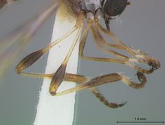 Beameromyia vulgaris by the Smithsonian. Used under a CC0 license.