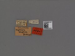Cophura daphne by the Smithsonian. Used under a CC0 license.
