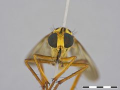 Diogmites lindigii by the Smithsonian. Used under a CC0 license.