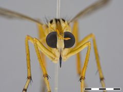 Diogmites neoternatus by the Smithsonian. Used under a CC0 license.