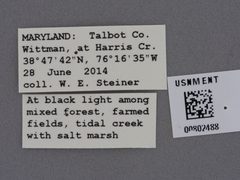 Diogmites neoternatus by the Smithsonian. Used under a CC0 license.