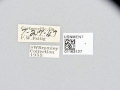 Diogmites neoternatus by the Smithsonian. Used under a CC0 license.