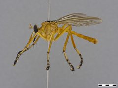 Diogmites neoternatus by the Smithsonian. Used under a CC0 license.